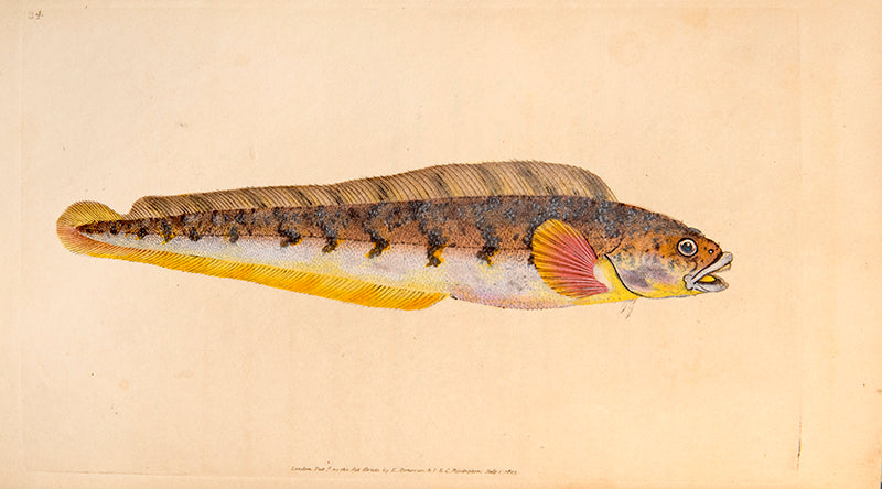 The Natural History of British Fishes,