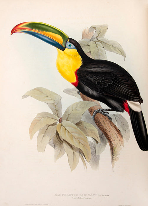 A Monograph of the Ramphastidae; or Family of Toucans.