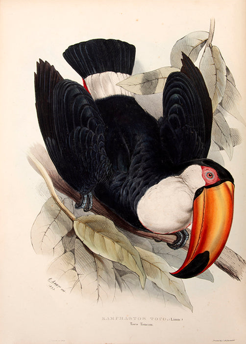 A Monograph of the Ramphastidae; or Family of Toucans.