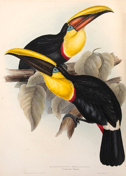 A Monograph of the Ramphastidae; or Family of Toucans.