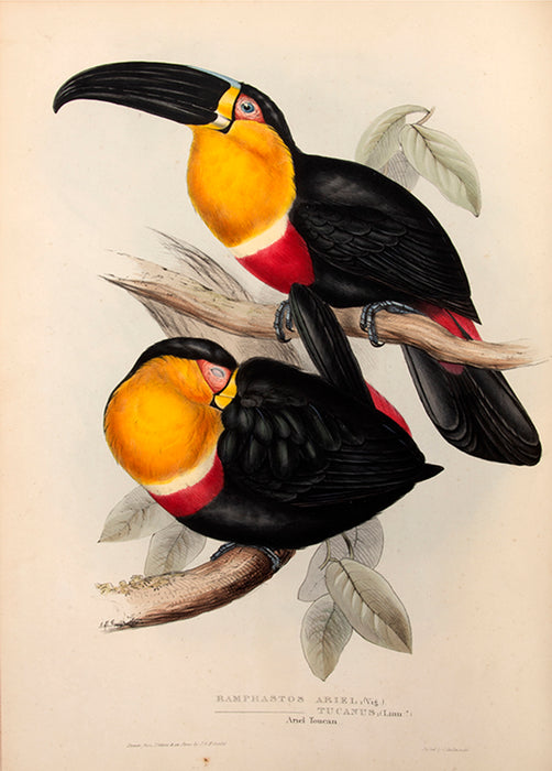 A Monograph of the Ramphastidae; or Family of Toucans.