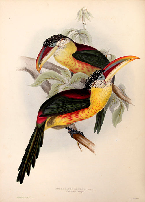 A Monograph of the Ramphastidae; or Family of Toucans.