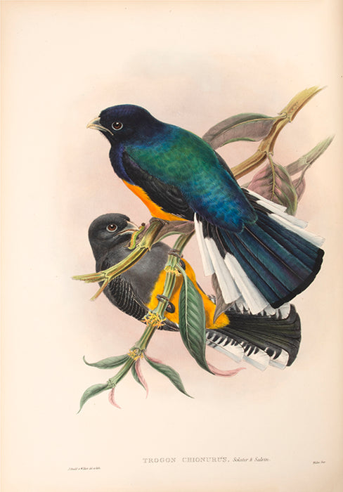 A Monograph of the Ramphastidae; or Family of Toucans.