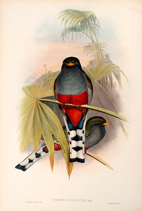 A Monograph of the Ramphastidae; or Family of Toucans.