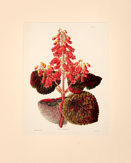 Gesneria family of flowers are native to the Caribbean.