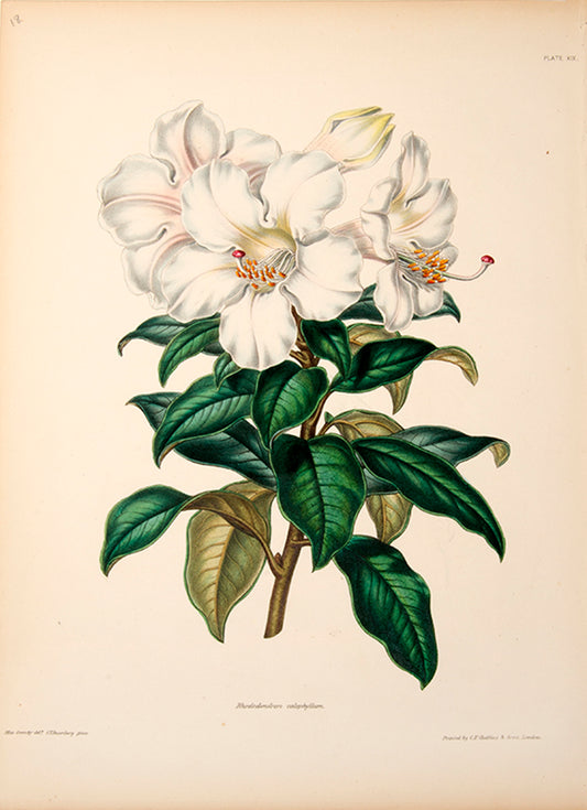 Rhodendendrons have wonderful loose white or pale pink flowers.