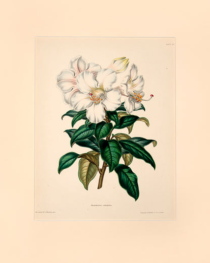 Rhodendendrons have wonderful loose white or pale pink flowers.