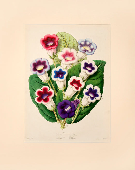 Illustrated Bouquet- Gloxinia Erecta