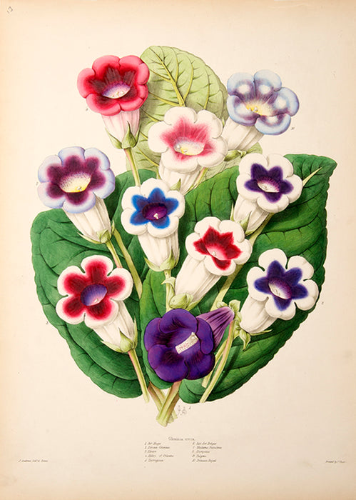 Illustrated Bouquet- Gloxinia Erecta