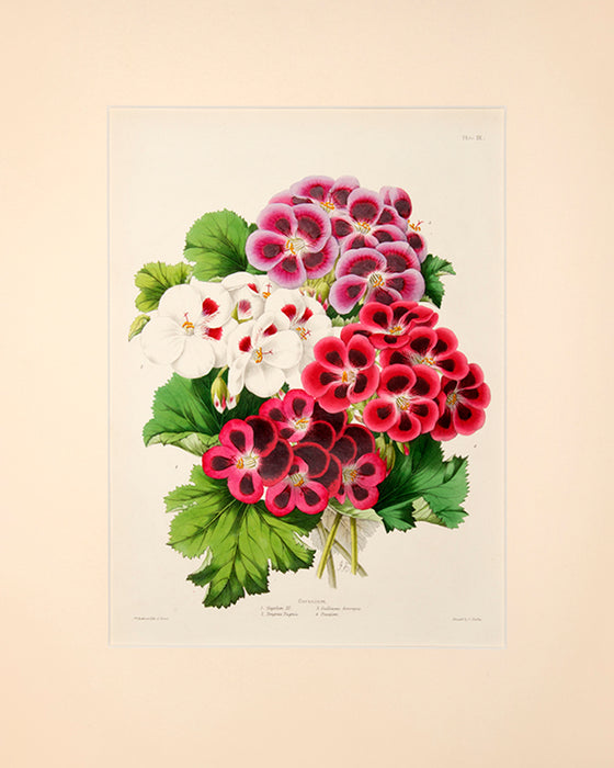 Illustrated Bouquet- Geranium