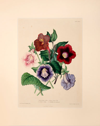Dipteracanthus Affinis is from the family of Ruellas closely related to Petunias.