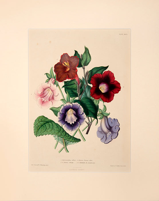 Illustrated Bouquet- Dipteracanthus Affinis, Gloxinia Princess Alice, G. Cartoni Robusta, G. Matilde-de-Landevoisin