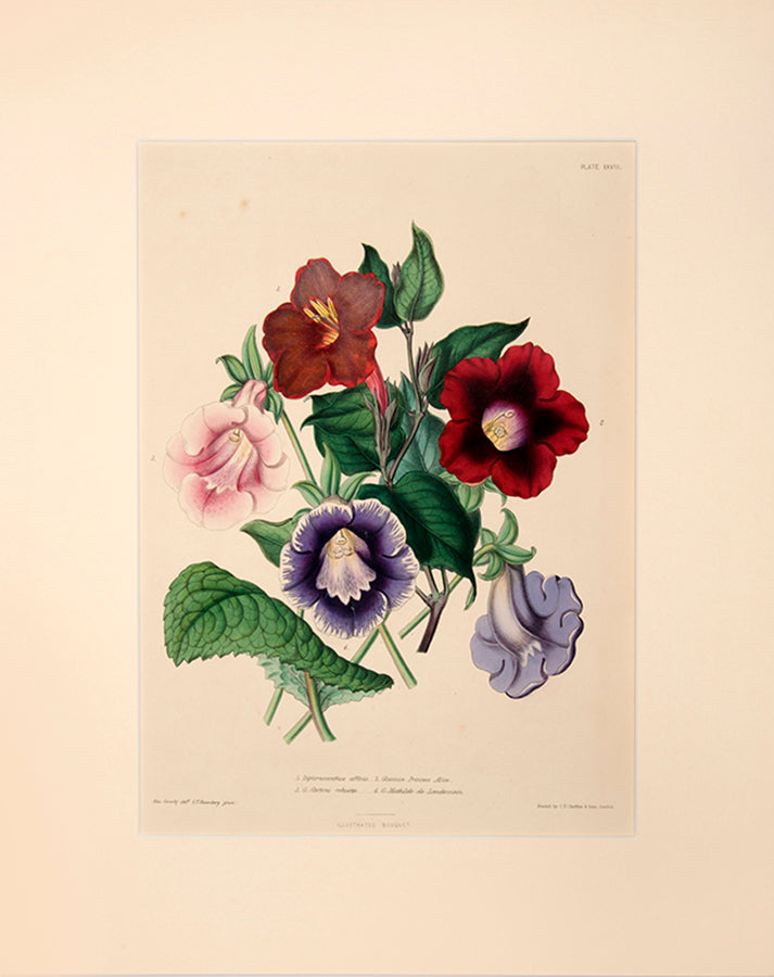 Dipteracanthus Affinis is from the family of Ruellas closely related to Petunias.