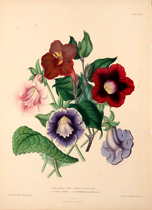 Illustrated Bouquet- Dipteracanthus Affinis, Gloxinia Princess Alice, G. Cartoni Robusta, G. Matilde-de-Landevoisin