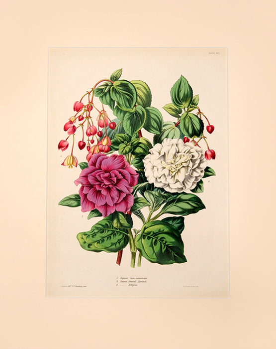 Illustrated Bouquet- Begonia Roseo-Carminata, Petunia General Havelock, Antigone