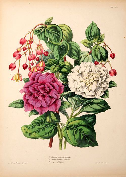 Illustrated Bouquet- Begonia Roseo-Carminata, Petunia General Havelock, Antigone