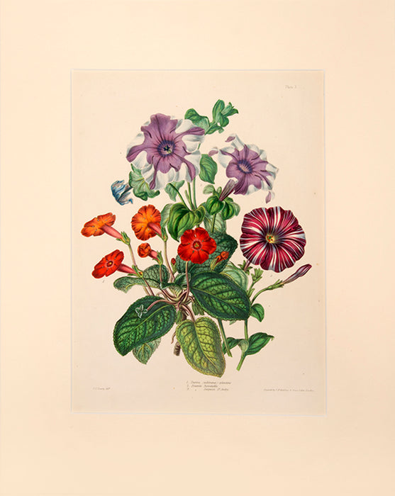 Illustrated Bouquet- Tapina (Achimenes) Splendens, Petunia Inimitable, Surpasse Dr Andry