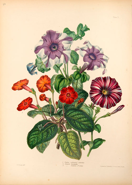 Illustrated Bouquet- Tapina (Achimenes) Splendens, Petunia Inimitable, Surpasse Dr Andry