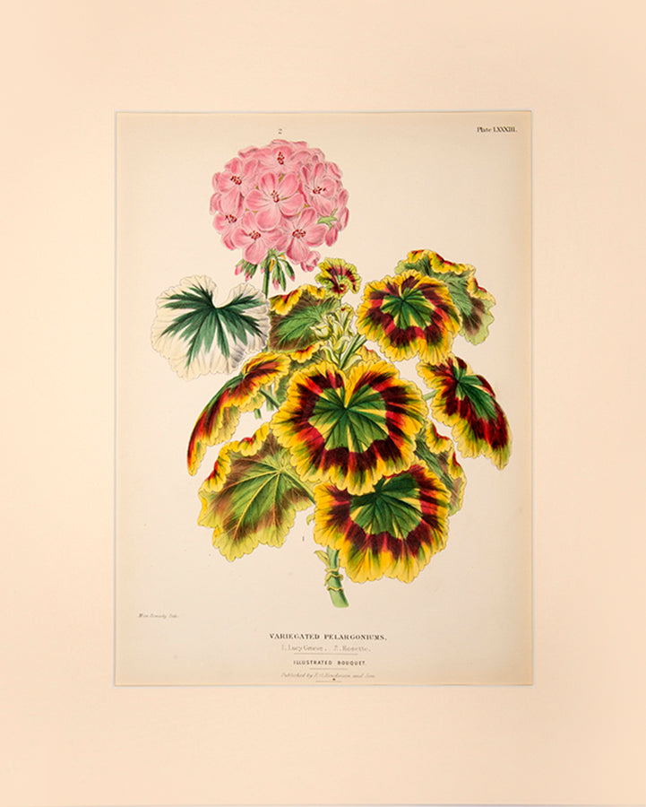 Charlotte Caroline Sowerby was considered a highly talented botanical artist.