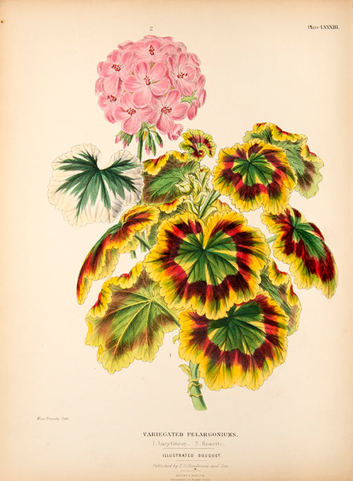 Illustrated Bouquet- Variergated Pelargoniums