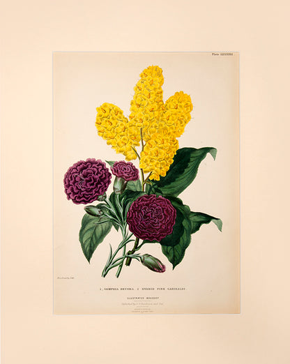 Charlotte Caroline Sowerby was considered a highly talented botanical artist.