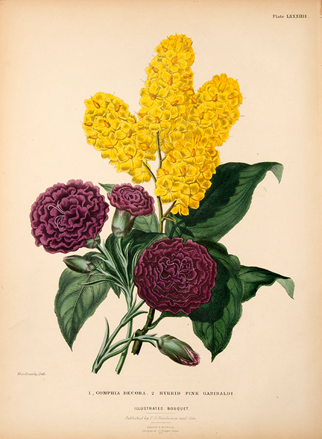 Charlotte Caroline Sowerby was considered a highly talented botanical artist.