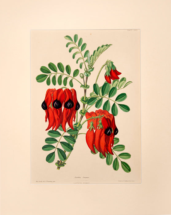 Illustrated Bouquet- Clianthus Dampieri