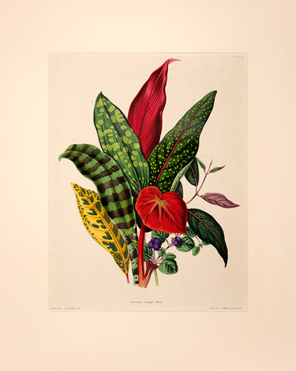 Charlotte Caroline Sowerby is considered one of the finest botanical artists of the time.