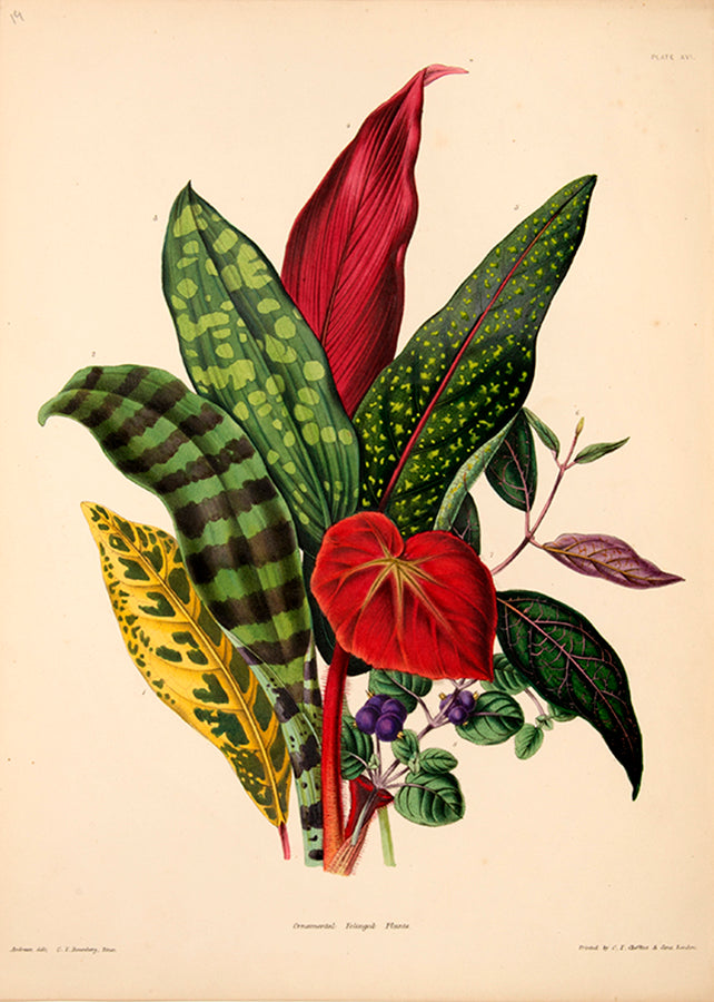 Charlotte Caroline Sowerby is considered one of the finest botanical artists of the time.