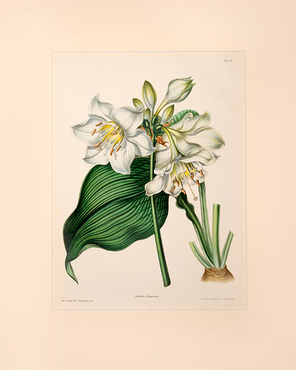 Amazon Lily is part of the Amarylis family.