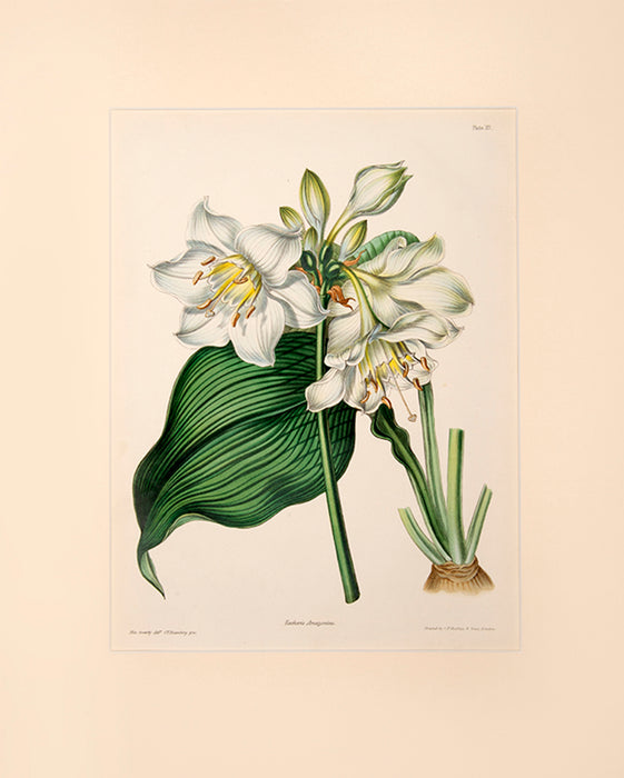 Illustrated Bouquet-Eucharis Amazonica