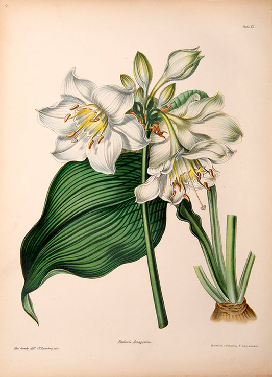 Amazon Lily is part of the Amarylis family.