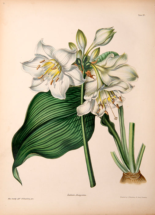 Illustrated Bouquet-Eucharis Amazonica