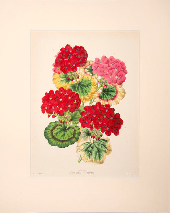 Illustrated Bouquet- Geraniums