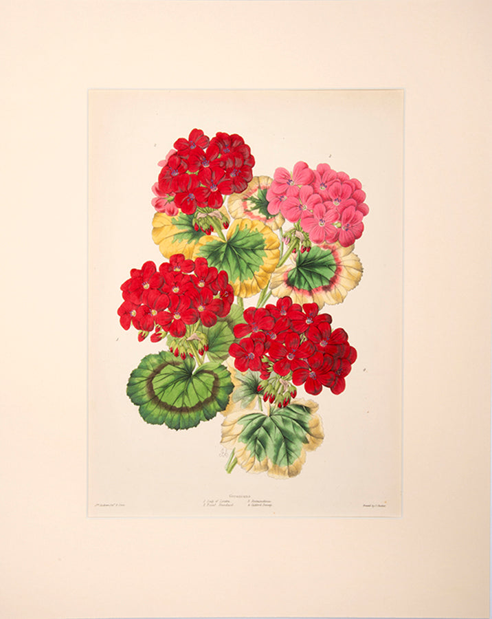 Geraniums were very popular as floral bouquets in the 19th century. 