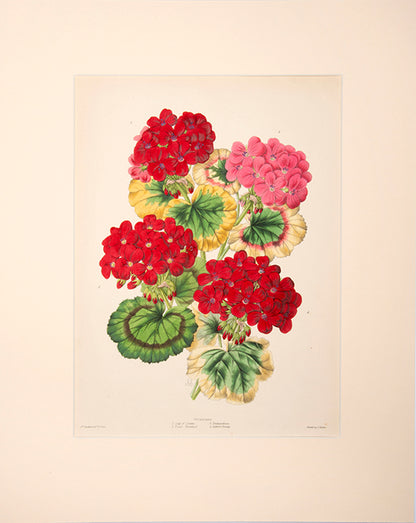 Geraniums were very popular as floral bouquets in the 19th century. 