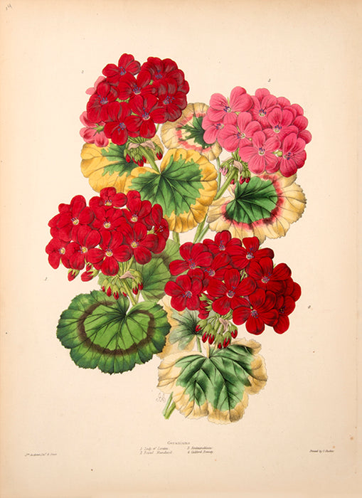 Illustrated Bouquet- Geraniums