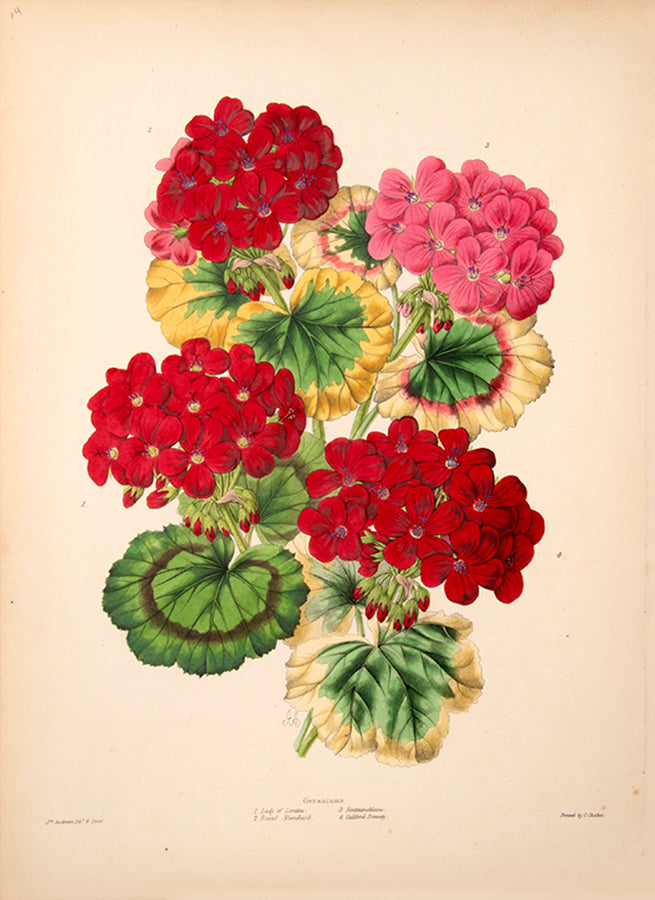 Geraniums were very popular as floral bouquets in the 19th century. 
