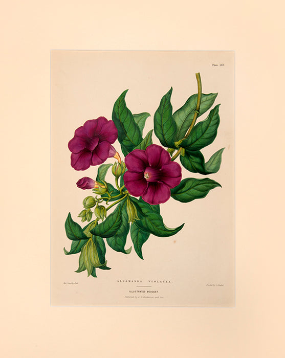 Illustrated Bouquet- Allamanda Violacea