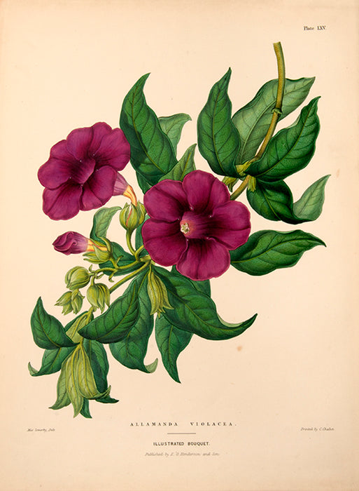 Illustrated Bouquet- Allamanda Violacea