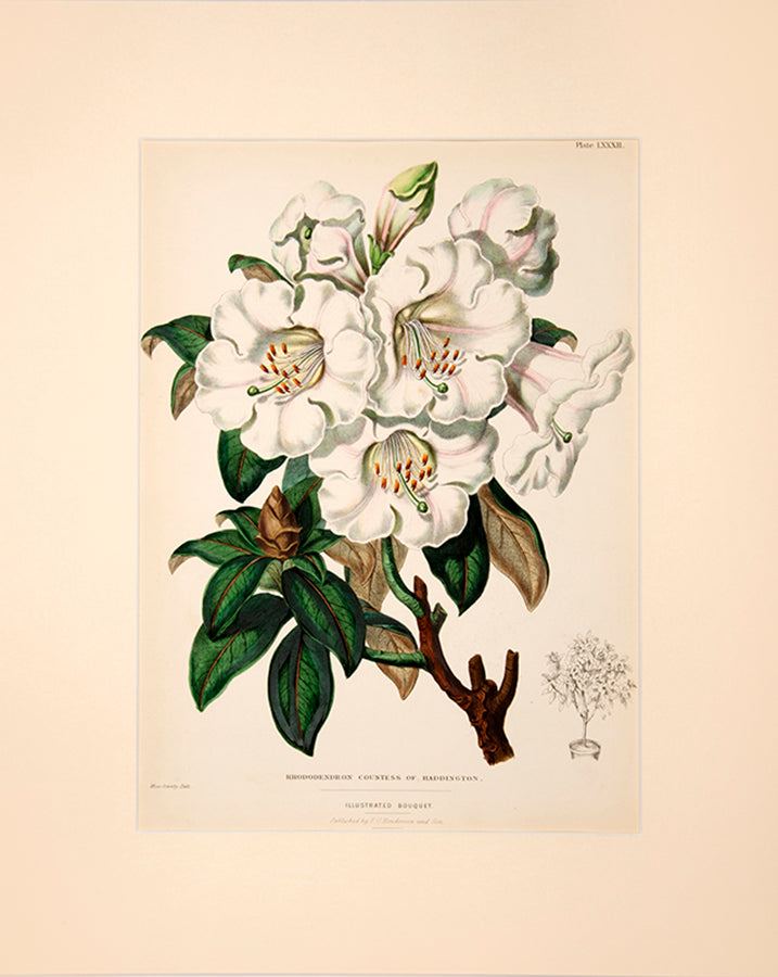 These flowers have lovely scented bouquet and the Earl of Haddington at Tynninghame House in Scotland named it for his wife.
