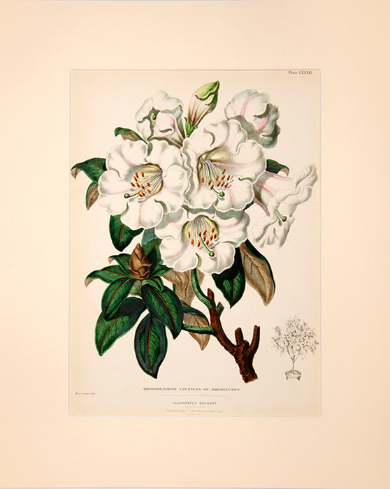 Illustrated Bouquet- Rhododendron Countess of Haddington