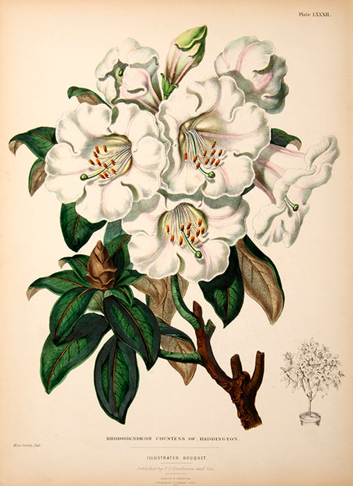 Illustrated Bouquet- Rhododendron Countess of Haddington