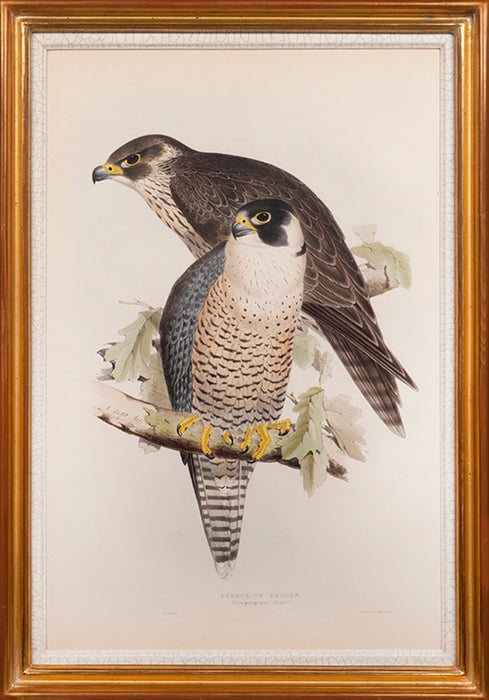 Peregrine Falcon.