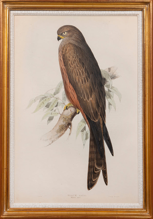 Black Kite.