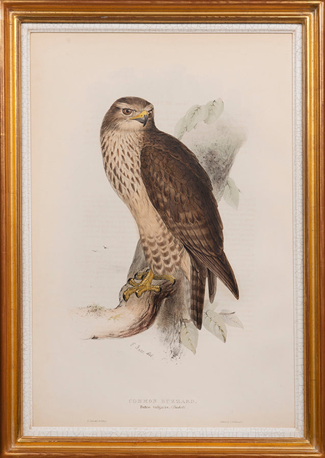 Common Buzzard.