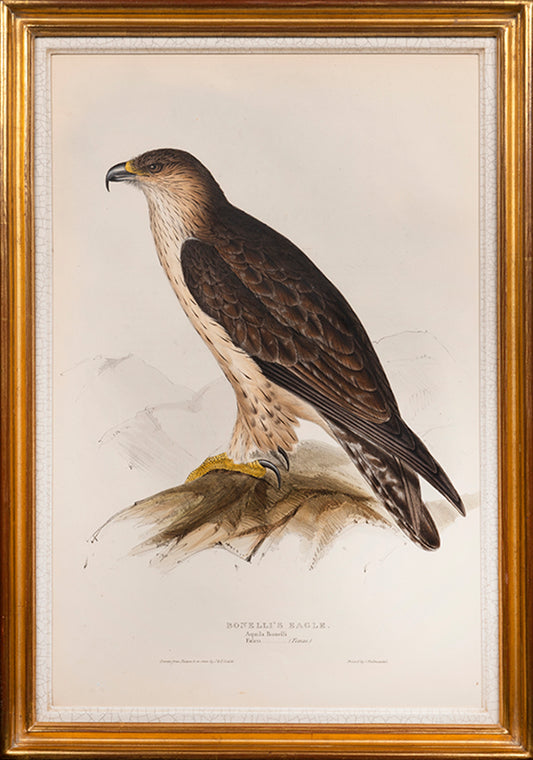 Bonelli's Eagle.