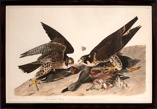 Great Footed Hawk is plate 16 from John James Audubon's Birds of America which was printed between 1827 and 1838.