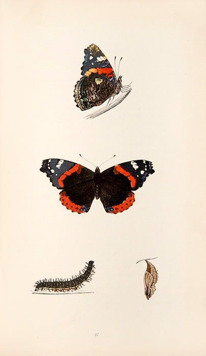 A History of British Butterflies.