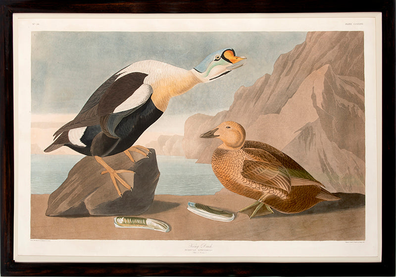 King Duck